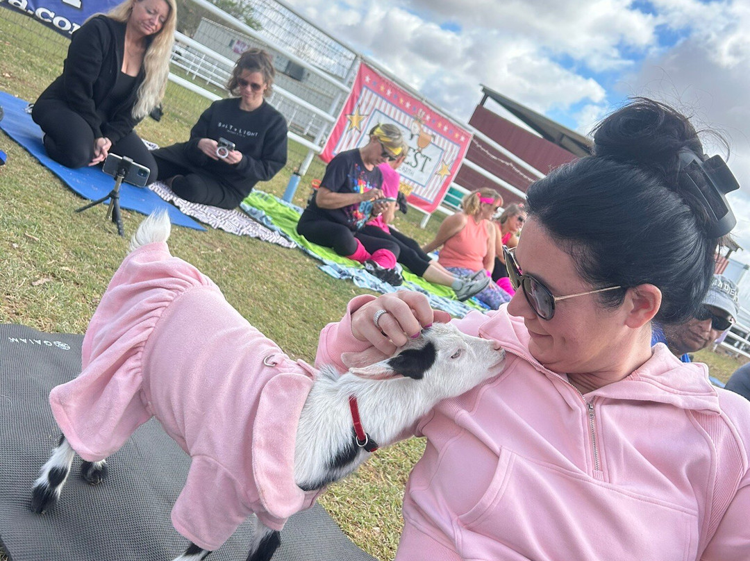 Goat Yoga Arizona-钱德勒必去景点