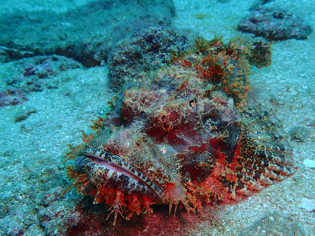 Kalpitiya Diving Center景点图片
