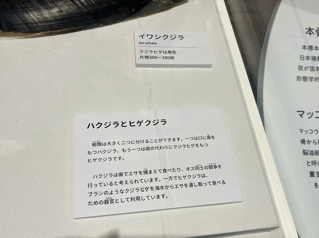 Whale Town Oshika-石卷市必去景点