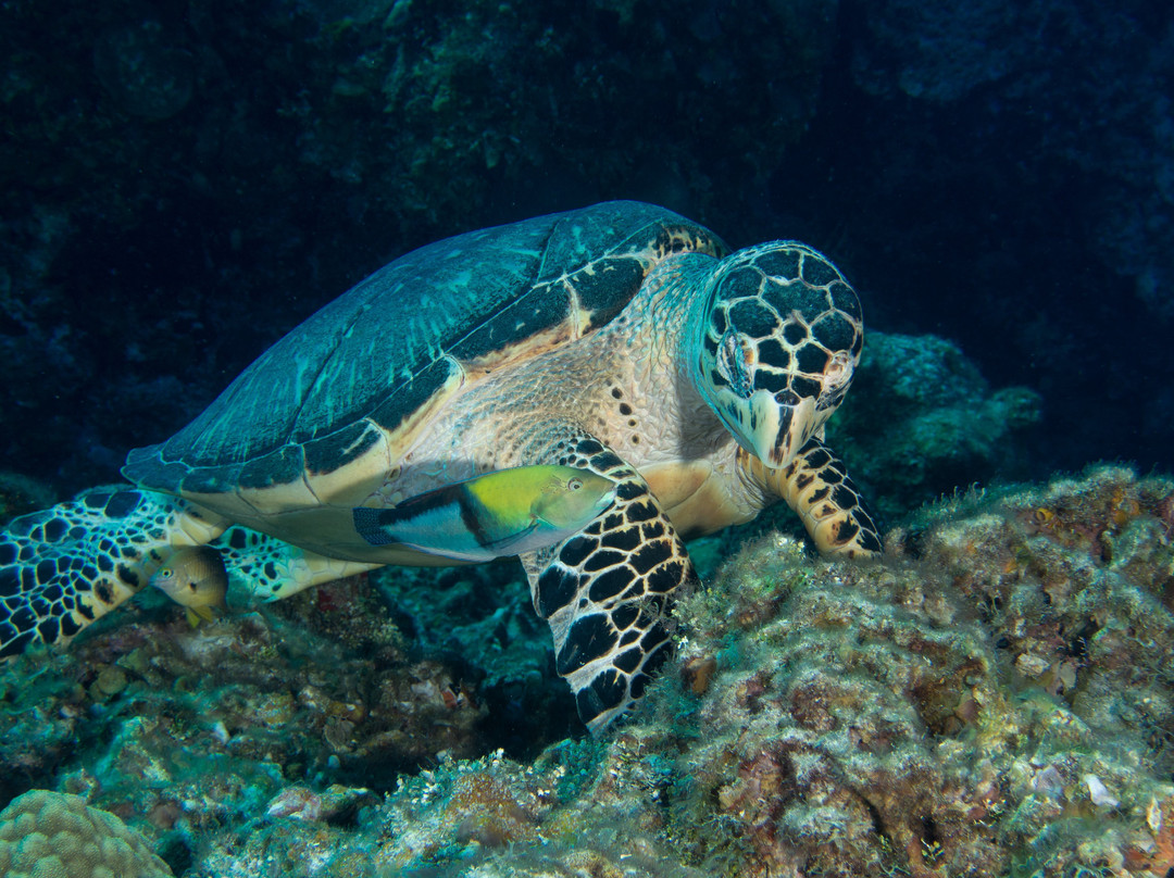 Bottom Time Divers-考祖梅必去景点
