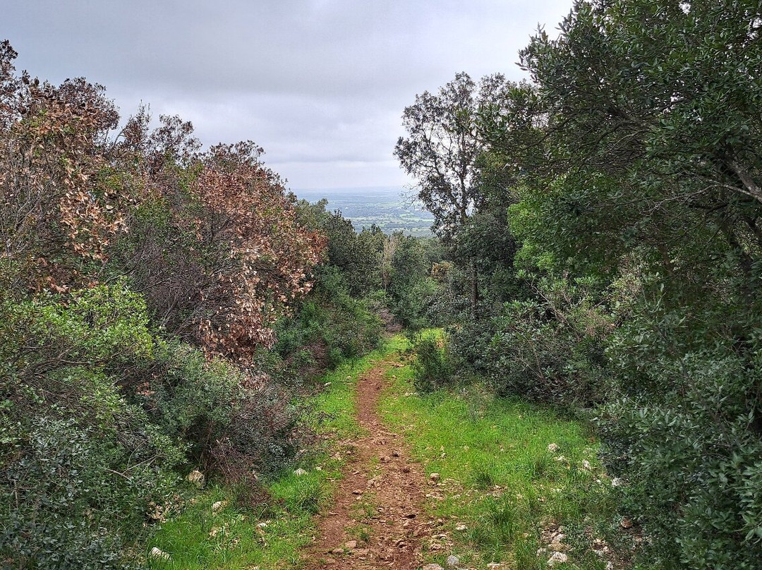 Bosco delle Pianelle Natural Reserve-马丁纳弗兰卡必去景点