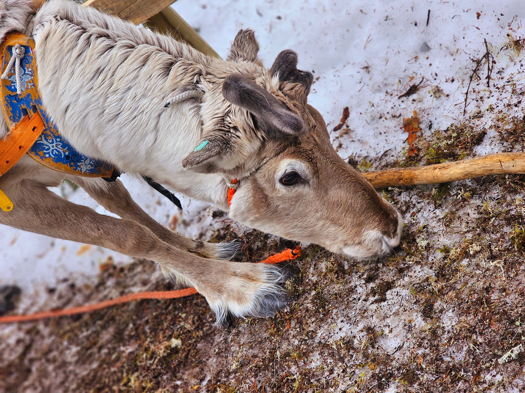 Tatuka Reindeerfarm-Ylitornio必去景点