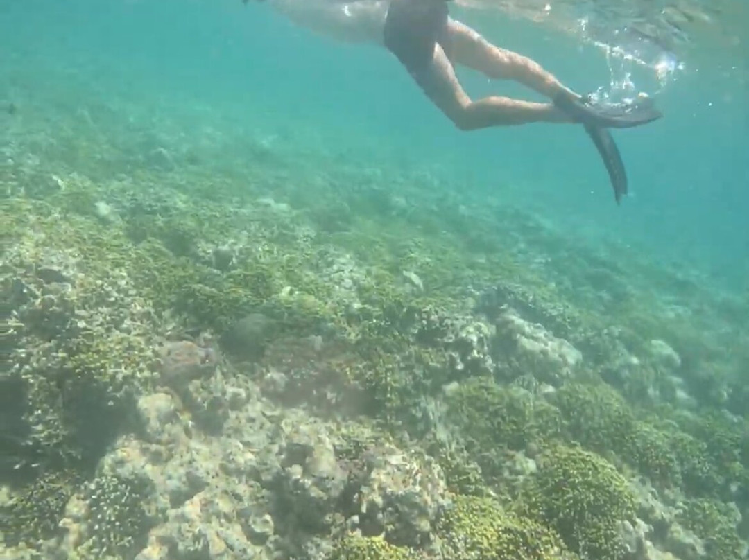 Menjangan Tour Snorkeling & Diving景点图片