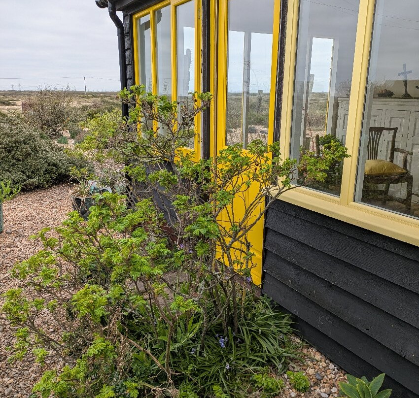 Derek Jarman Garden Prospect Cottage景点图片