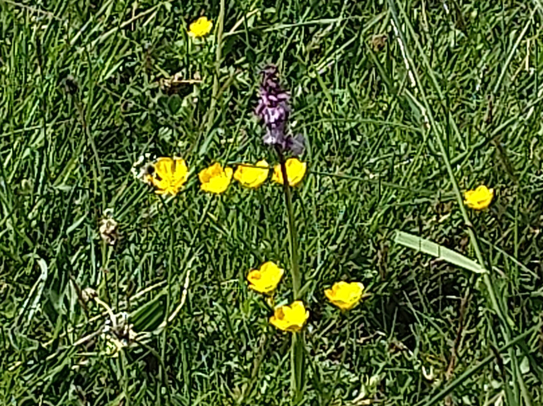 Pedal Progression-布里斯托尔必去景点