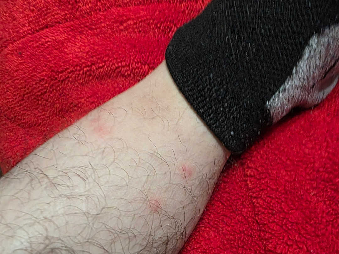 Best Western Rama Inn主图