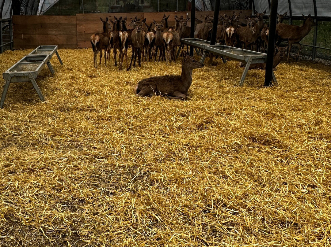 Tullynessle Deer Farm-Alford必去景点