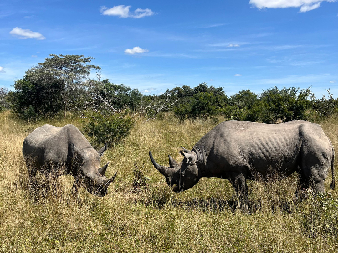 Imire: Rhino & Wildlife Conservation景点图片