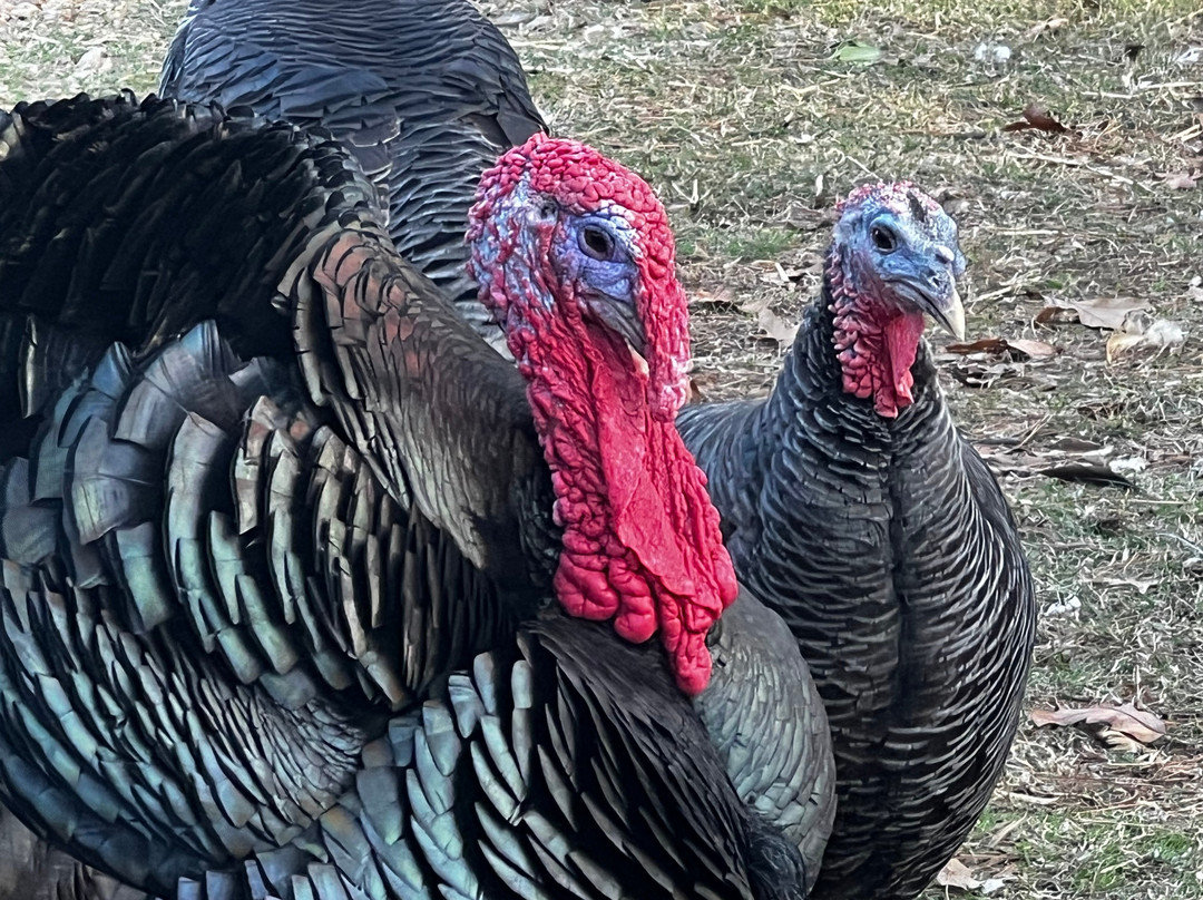 Moss Mountain Farm-Roland必去景点