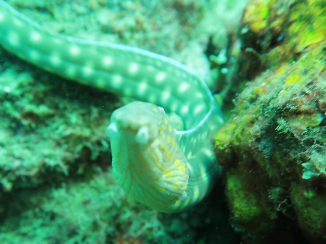 Dive Grenada-Grand Anse必去景点