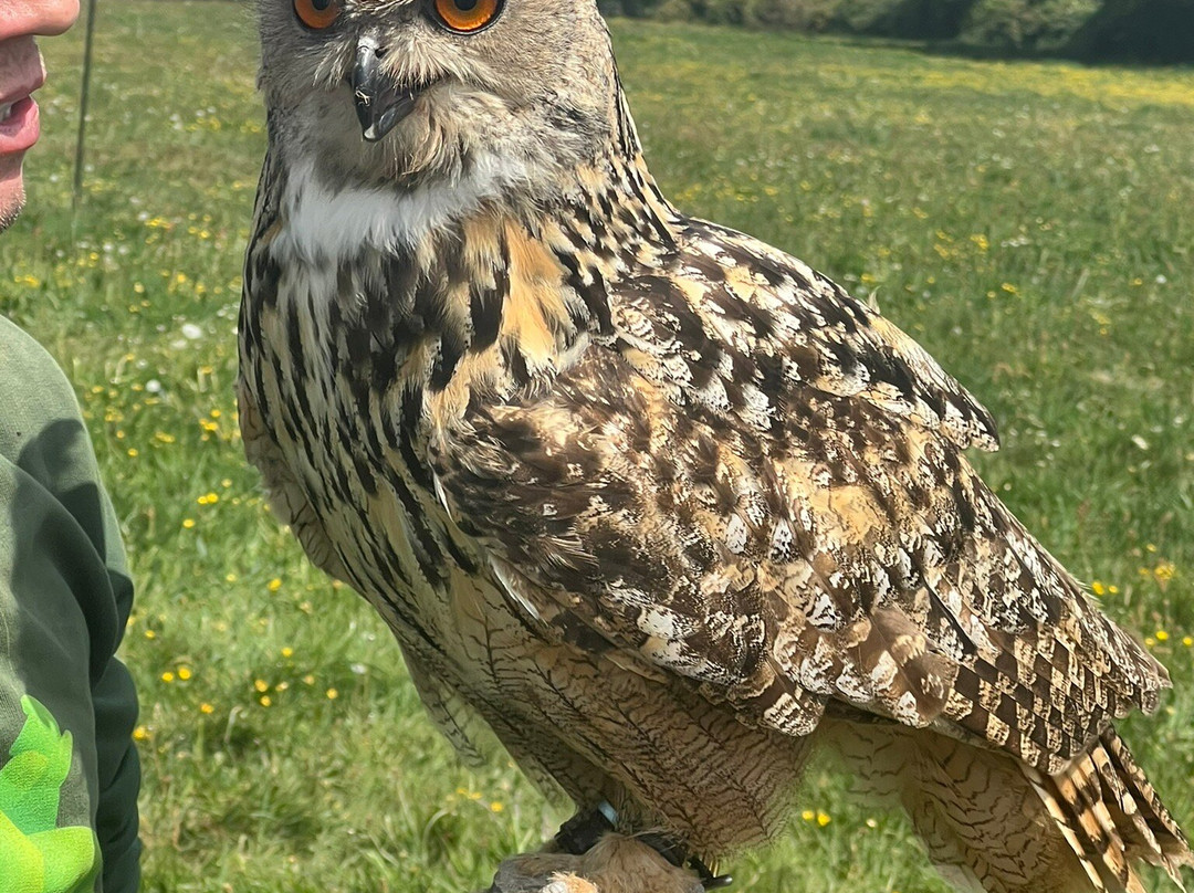 Mercer Falconry Raptor Park-Farnsfield必去景点