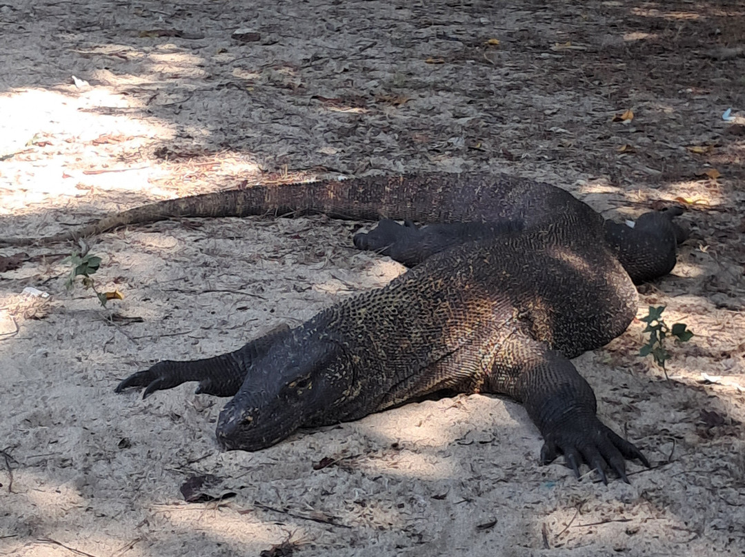 Top Komodo Tours-Labuan Bajo必去景点