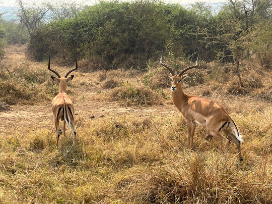 Water Buck Tours Rwanda-吉佳利必去景点