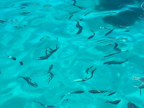 MCSPALMA.com     Mallorca-Charters-Service-马洛卡帕尔马必去景点