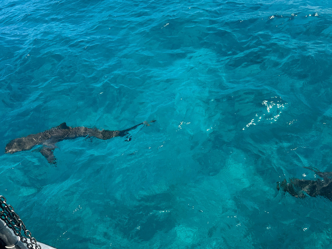 Neal Watson's Bimini Scuba Center景点图片