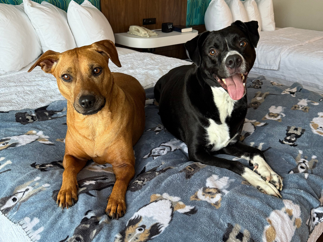 Hampton Inn & Suites-Knoxville/North I-75主图