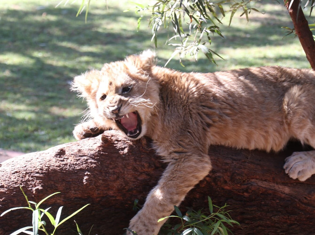 Wildside Tours and Safaris - Day Tours景点图片