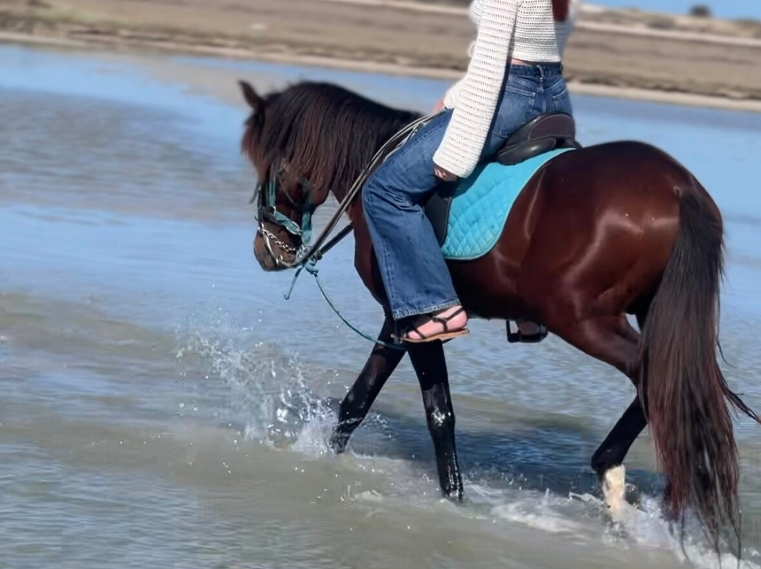 Ranch Yassmina Djerba La Douce景点图片