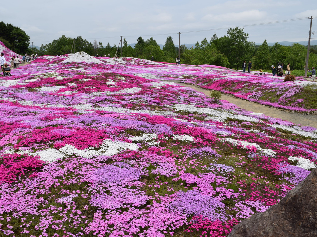 Mishima's Shibazakura Garden-俱知安町必去景点