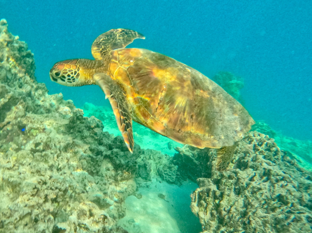 Kali & Kato's Rarotonga Turtle Tours-Takitumu District必去景点