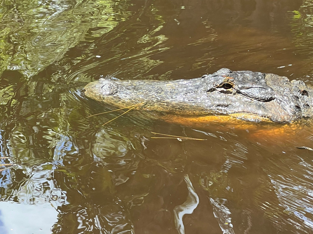 Gulf Coast Gator Ranch & Airboat Swamp Tours景点图片