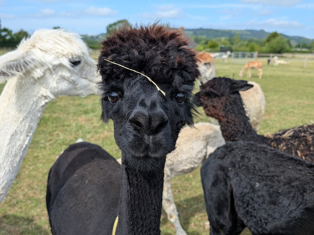 Cotswold Vale Alpacas-伊夫舍姆必去景点