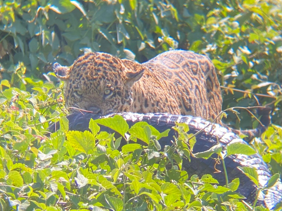 Jaguar Photo Expeditions-Varzea Grande必去景点