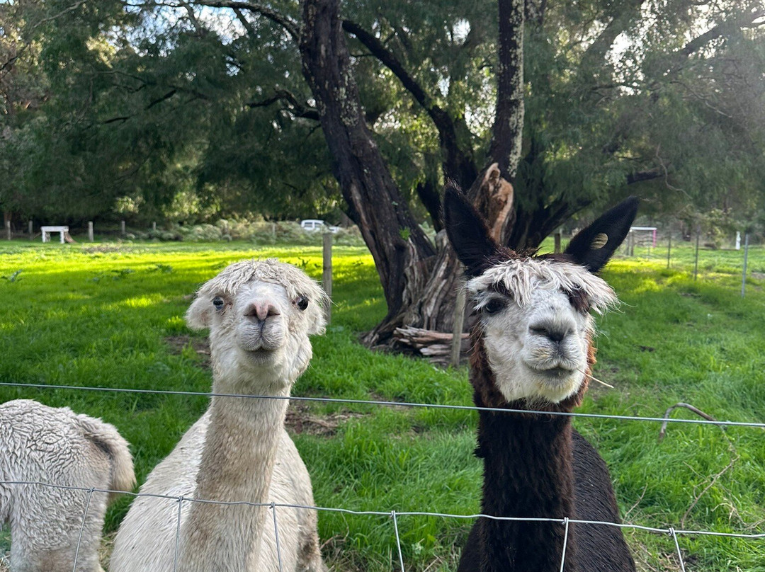 Scoops Farm-玛格丽特河必去景点