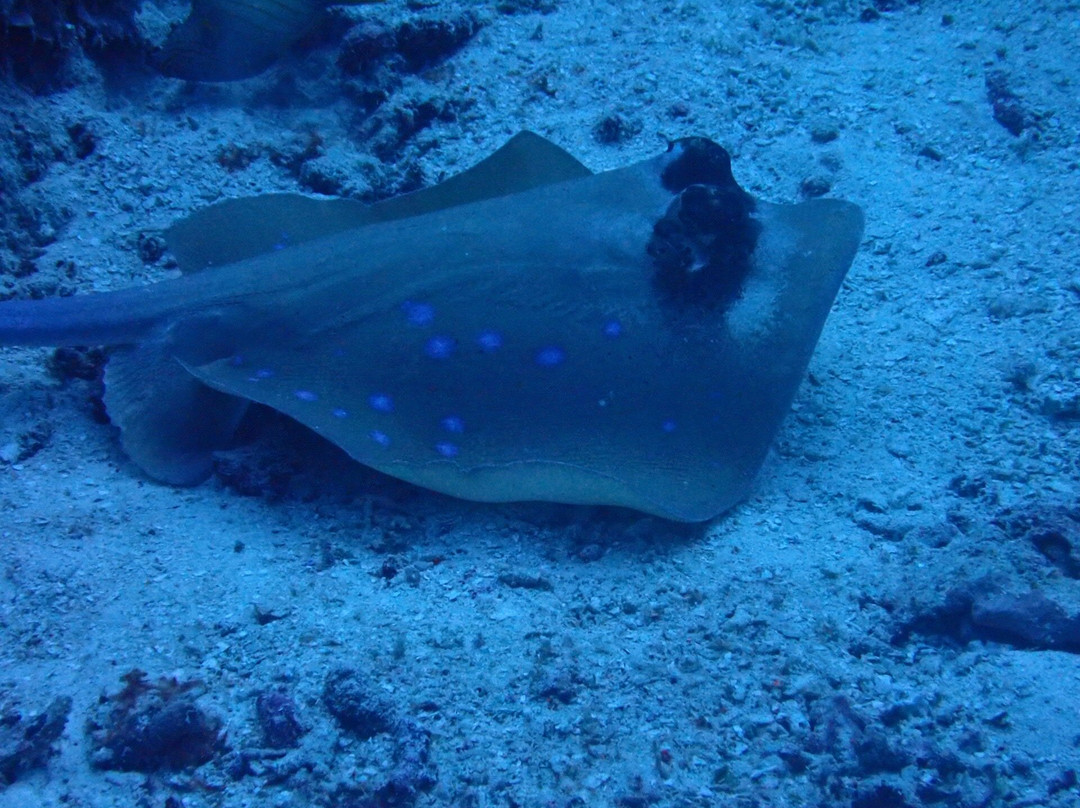 Olin Dive Center-Waisai必去景点