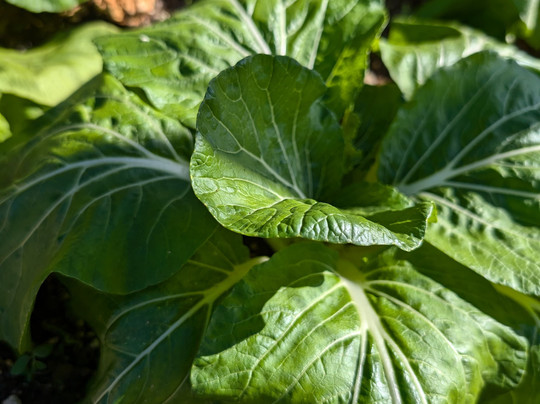 Kepd Ltd. Jamaica-Accompong必去景点