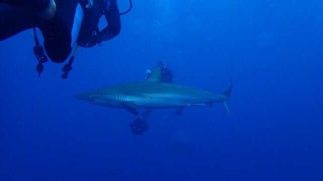 Calypso Dive Charters-Riviera Beach必去景点