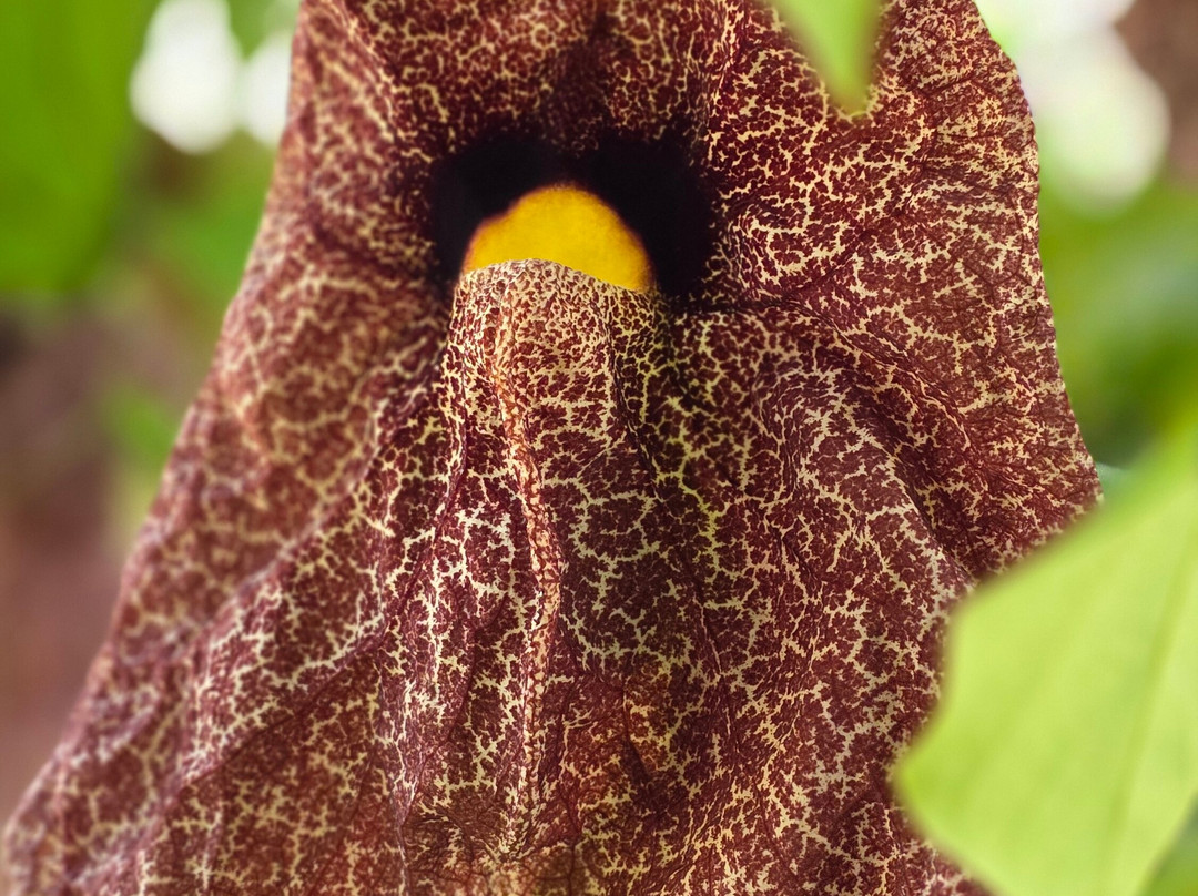 Botanical Garden Münster-明斯特必去景点
