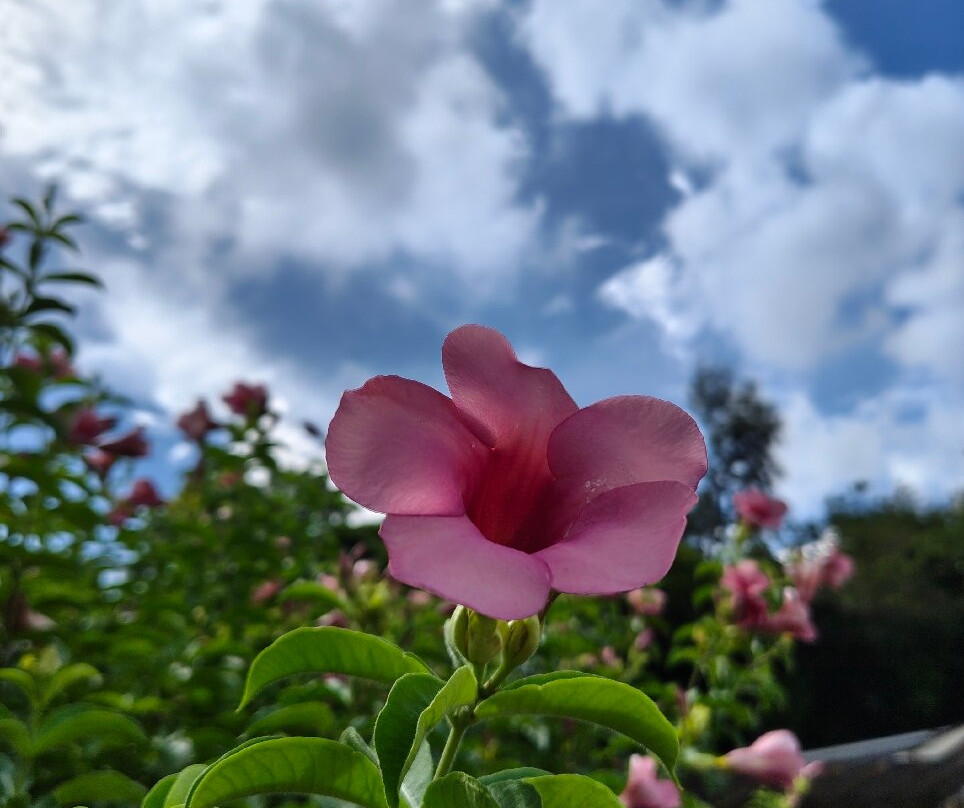 The Bark - An Art Hotel主图