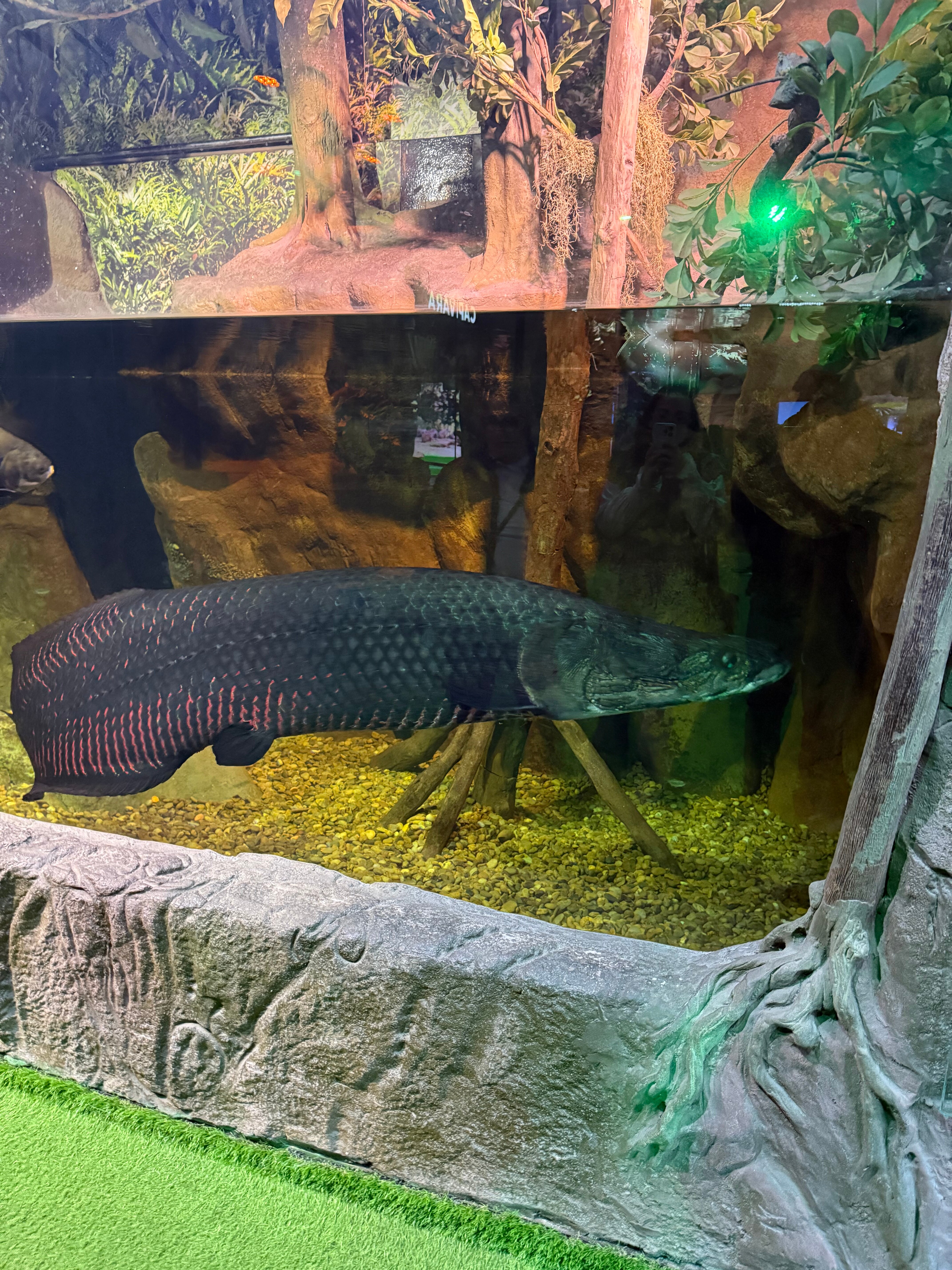 Oceanic Aquarium用户实拍