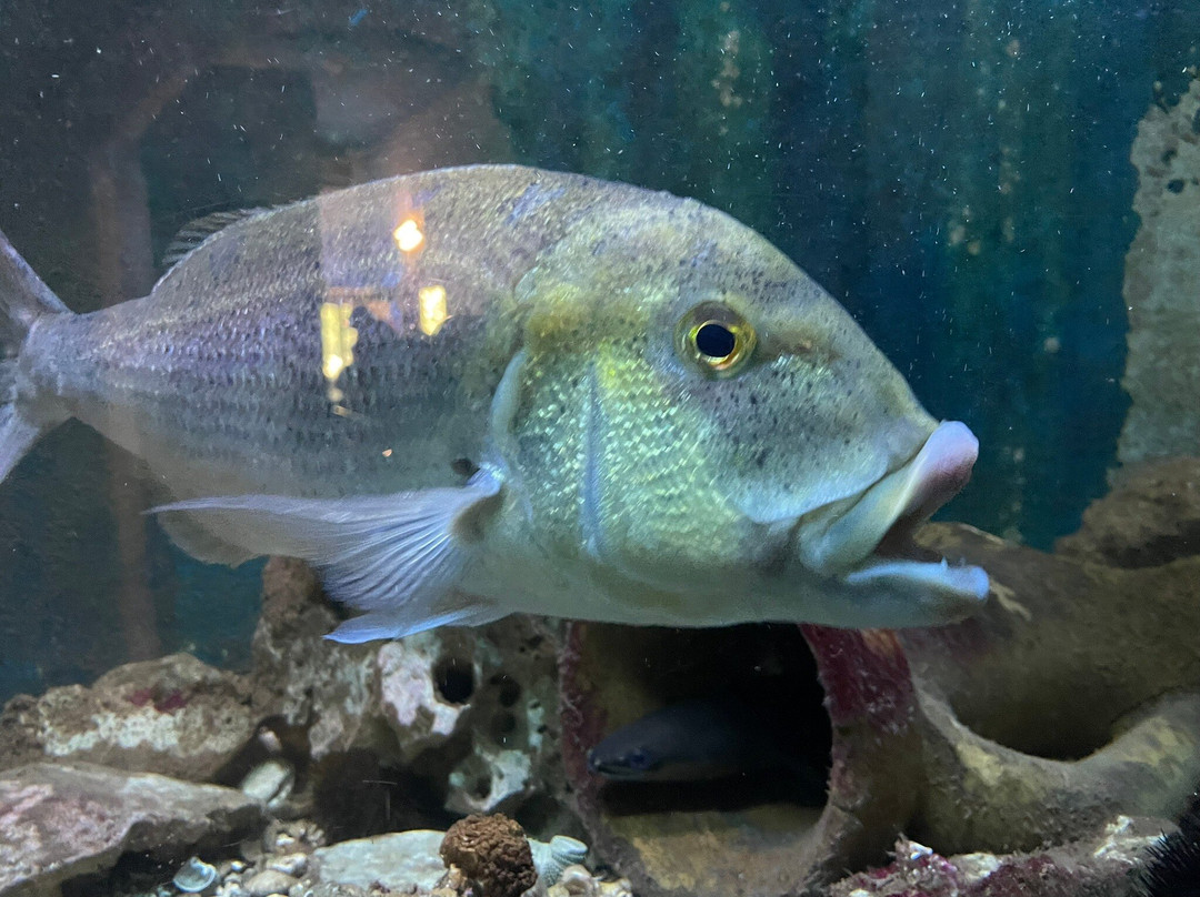 Aquarium-斯利维尼萨必去景点