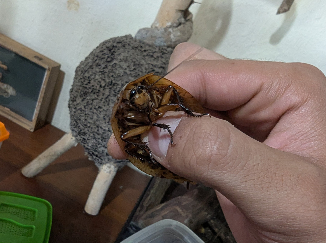 Butterfly Garden at Selvatura Park-蒙特沃德必去景点