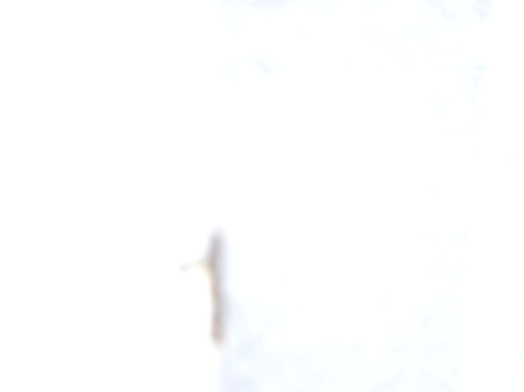 Days Inn by Wyndham Asheville Downtown North主图