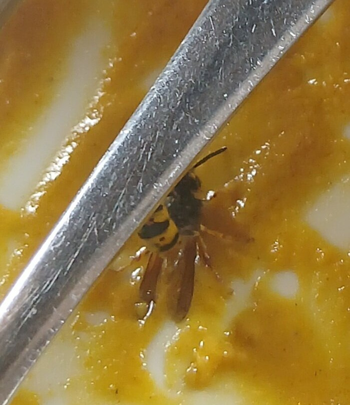 The Greyhound Inn at Stockbridge主图