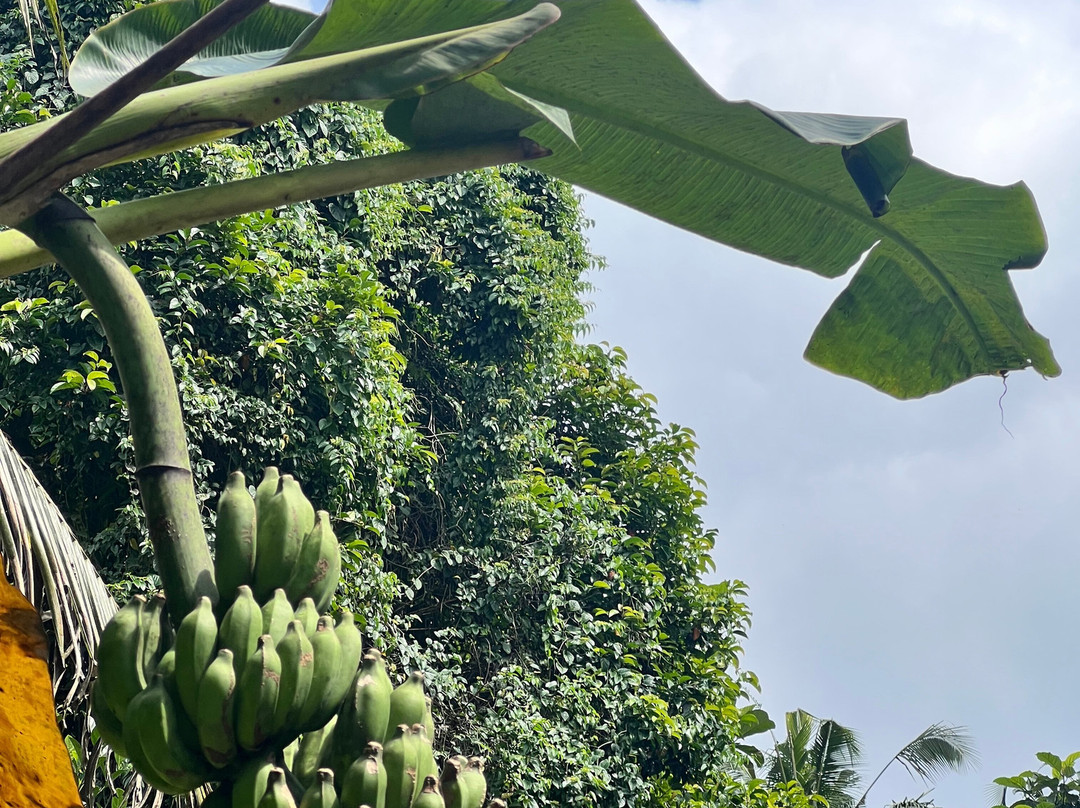 Authentic Walking Tours-乌布必去景点