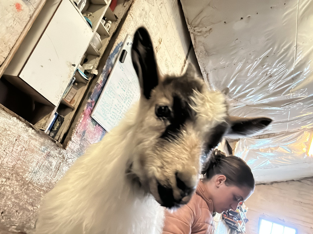 Brúnastaðir Guesthouse And Farm-Skagafjordur必去景点