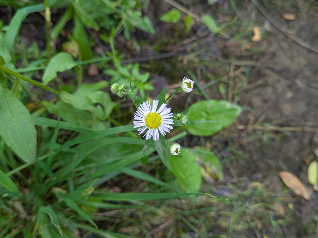 West Virginia Botanic Garden-Cheat Lake必去景点
