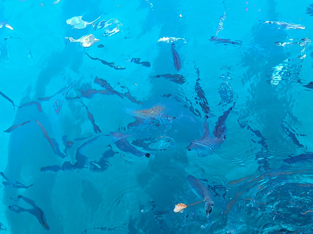 Escursioni in Barca con Paolo-戈尔福海堡必去景点