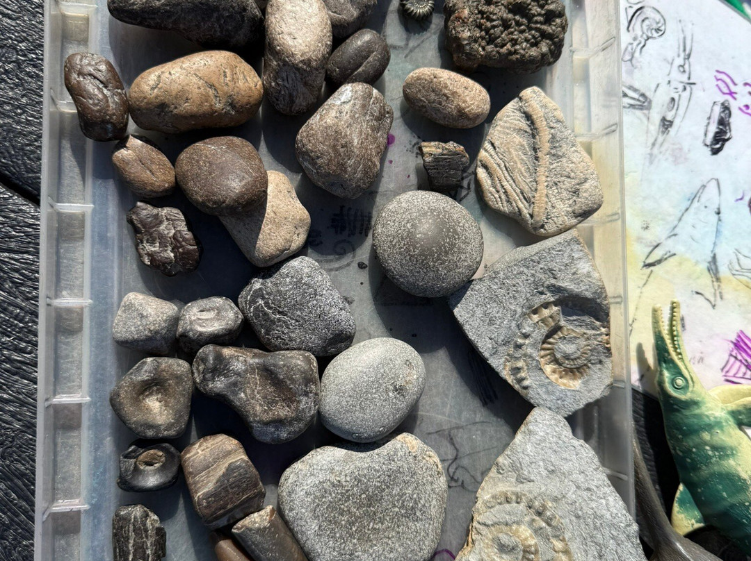 The Wobbly Fossiler-Charmouth必去景点