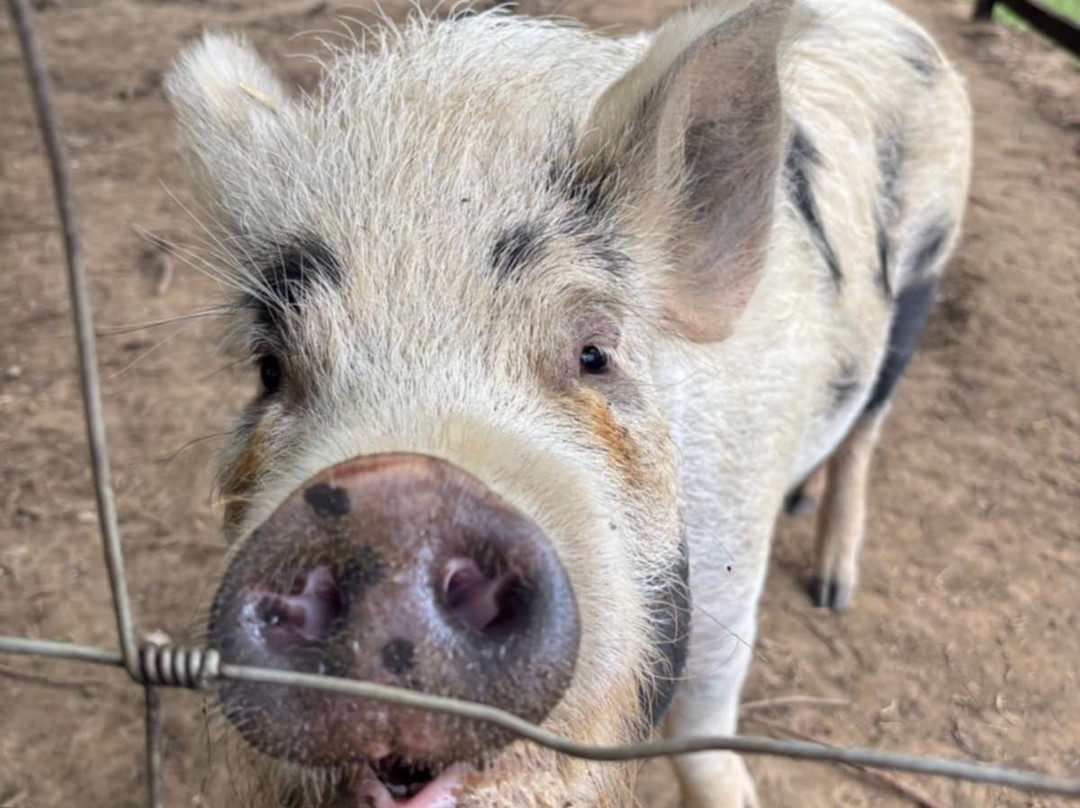 Butterwick Alpaca Retreat and Trekking-马尔顿必去景点