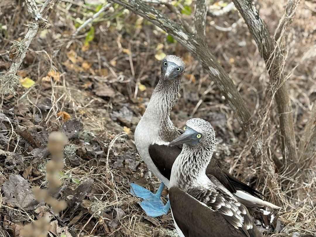 Isla de la Plata-Machalilla National Park必去景点