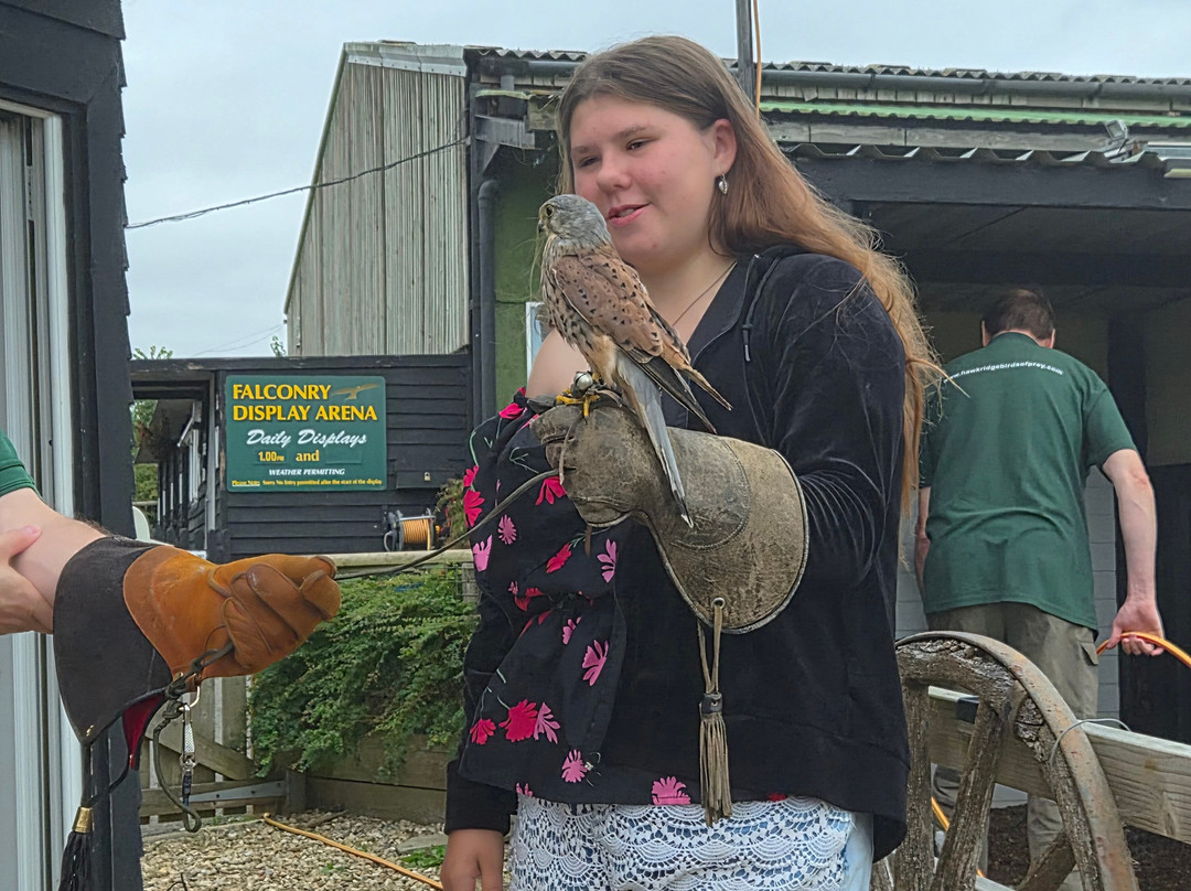 Hawkridge Bird Of Prey Centre-埃克斯茅斯必去景点