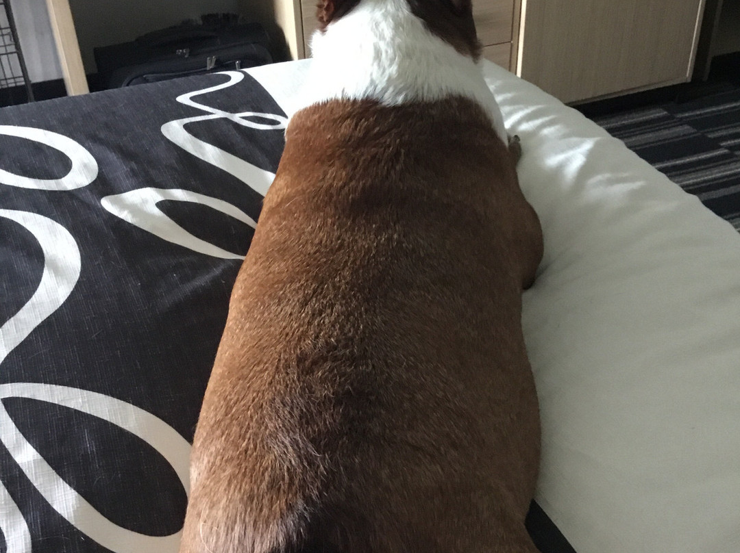 La Quinta Inn & Suites by Wyndham Bridge City主图