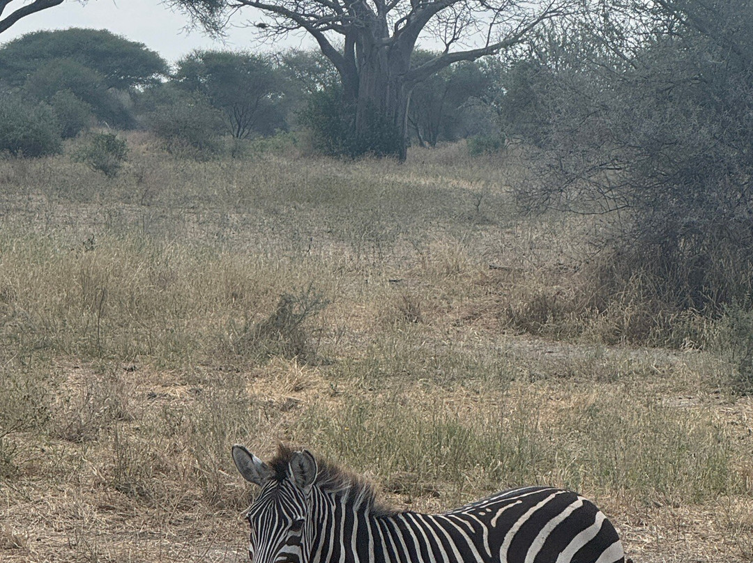 Bush and Forest Explorers-阿鲁沙必去景点