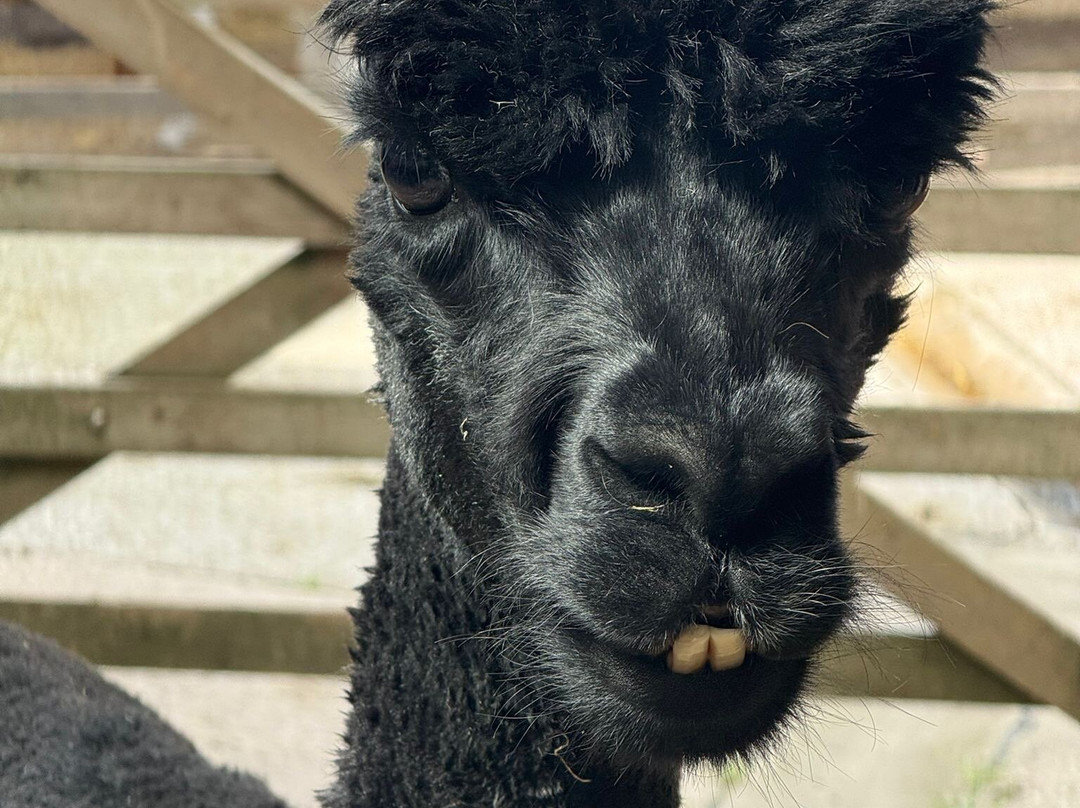 Poppywood Alpacas-博尔顿必去景点
