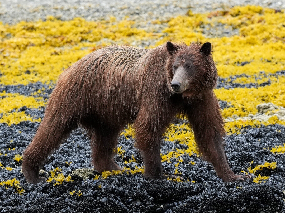 Sea Wolf Adventures-古斯塔夫斯必去景点